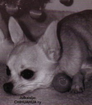 bwchihuahua.jpg