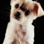 chihuahua-puppy.jpg