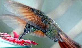 hummingbirddrink.jpg