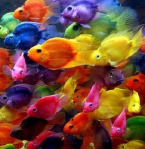 lovelyfishies.jpg